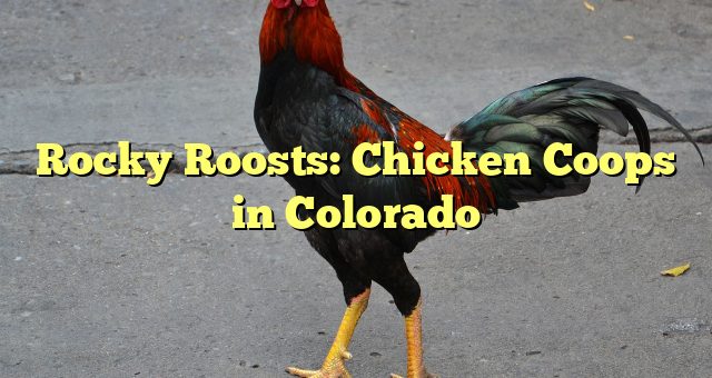 Rocky Roosts: Chicken Coops in Colorado 